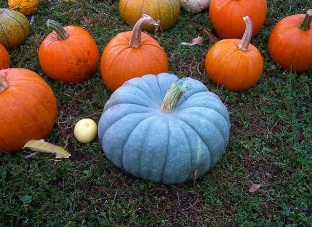 Sweet Halloweens for kids with special health needs